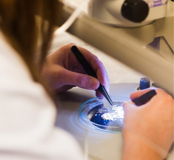 Asbestos sample being examined before laboratory analysis