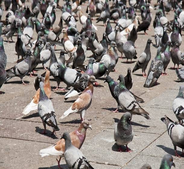 Pigeons gathering at a commercial building