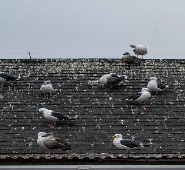 Gulls roosting on a commercial roof